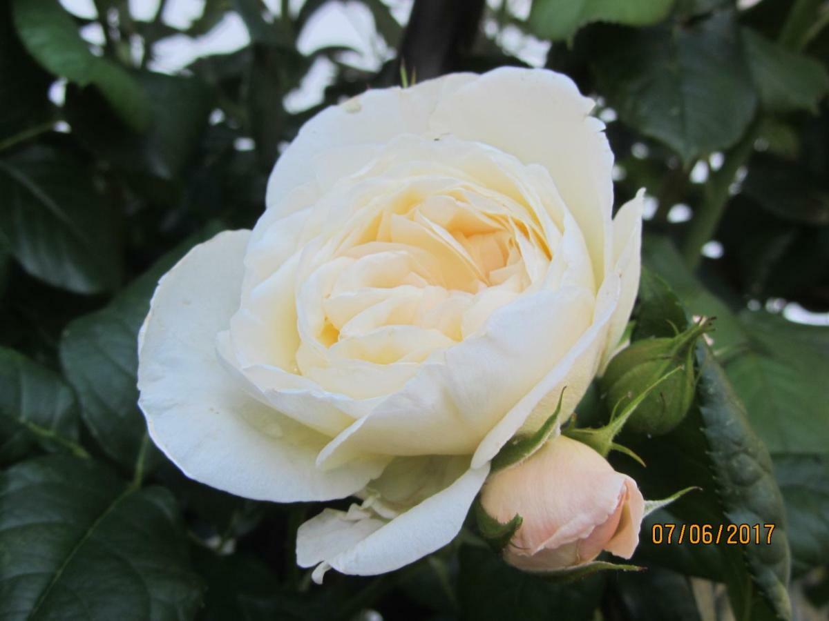 Mosel-Auszeit Apartment เบราเนอแบร์ก ภายนอก รูปภาพ